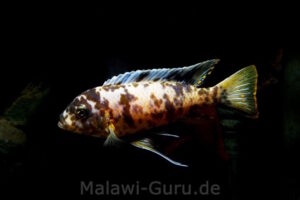 Metriaclima fainzilberi 'Lupingu'